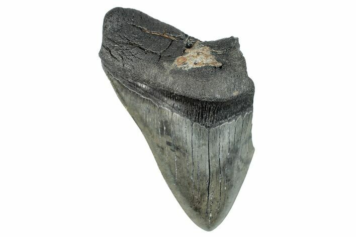 Partial Fossil Megalodon Tooth - South Carolina #277385